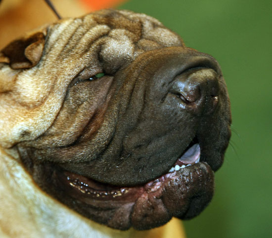 Chinese Shar-Pei