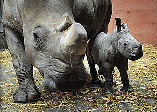 White Rhino, Keyah, Born at Cerza Zoo in France