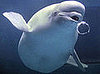 Creature Features: Beluga Whales