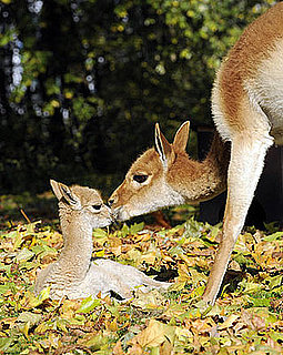 Have You Ever Seen a Vicuña? (Hint: Check Out Baby Antonio.)