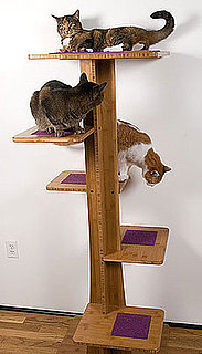 Pampered Pals: Baobab Climbing Tree