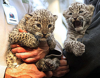 Guess What Animal?