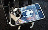 Do Tell: Pets Plus Tech Equals . . .