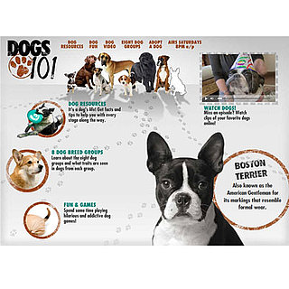 Tune In, Saturday! Animal Planet's Dogs 101