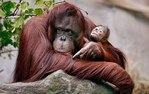 The Scoop: Rare Bornean Orangutan Born at Brookfield Zoo