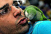 Have You Ever Had a Pet Bird?