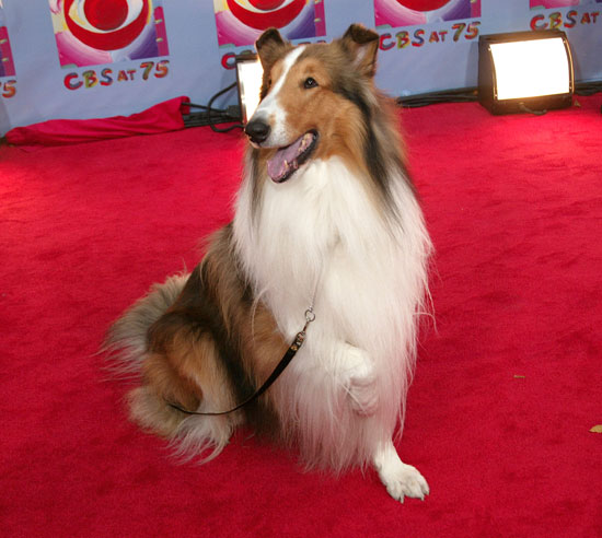 TV Guide's Top Ten Television Dogs TV Guide's Top Ten Television Dogs