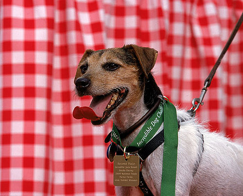 Jack Russell Terrier Jack Russell Terrier