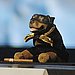 4. Triumph the Insult Comic Dog