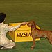 Vizsla