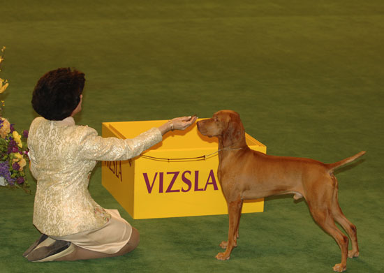 Vizsla Vizsla