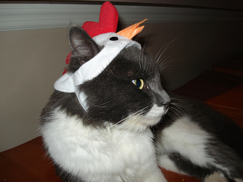 Chicken Head Chicken Head