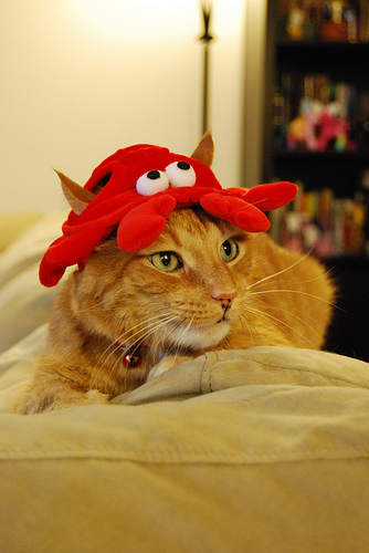 Ta-da! Lobster Ta-da! Lobster