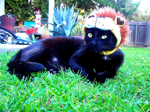 I Am Lion I Am Lion