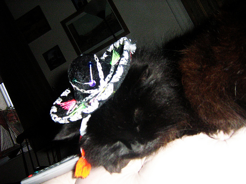 Siesta . . . yawn. Siesta . . . yawn.