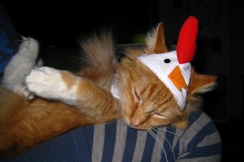 Rooster on the Roost Rooster on the Roost