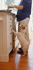 Pet Peeves: I'm Begging Him to Stop Begging!