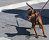 Score an A+ in Doggie Body Language