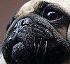 Guess What Breed?