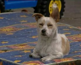 The Scoop: Plucky Leo Saves Lucky Kittens!