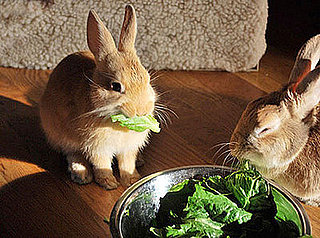 Do Tell: What Fresh Fruits or Veggies Do You Give Your Pets?