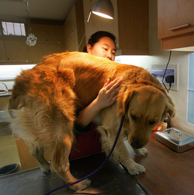 Top 10 Most Insured Dog Breeds