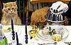 Do Tell: Would You Try to Raise a Vegetarian (or Vegan) Pet?