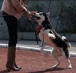 Guess What Breed?