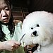 Bichon Frise