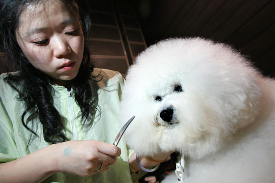 Bichon Frise