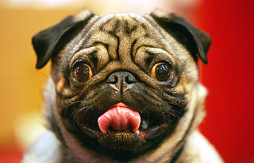 9. Pug 9. Pug