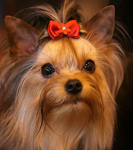 3. Yorkshire Terrier 3. Yorkshire Terrier