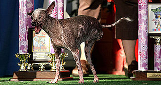 Breaking News: 2008 World's Ugliest Dog Loses Cancer Battle