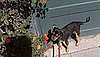 I Need Your Help... Should I Fly My Puppy in Cargo?