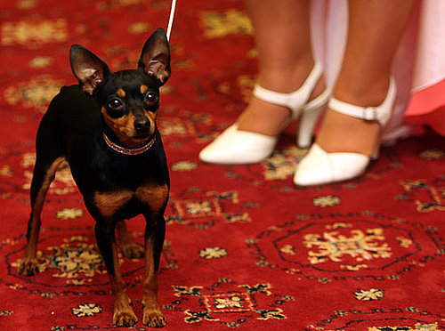 Miniature Pinscher Miniature Pinscher