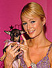 Dr. Paris Hilton, Veterinarian? 