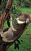 Eucalyptus Oil 