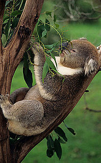 Eucalyptus Oil 