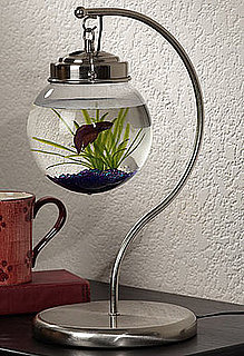 On the Ball: Make a Terrarium 