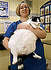 "Pet Fit Club" Contest For Chunky Pets: In the LINK of an Eye!
