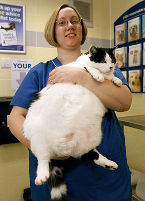 "Pet Fit Club" Contest For Chunky Pets: In the LINK of an Eye!