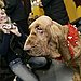 Bloodhound