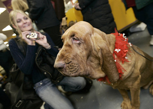 Bloodhound Bloodhound