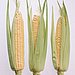 7. Corn Cobs