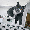 Mrs. Moggs Does All the Chores You Don't Want To . . .