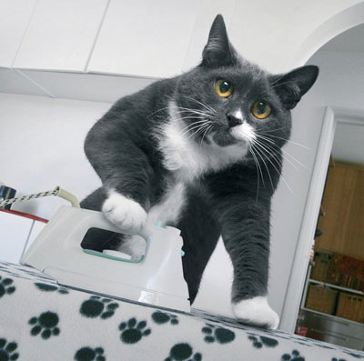 Mrs. Moggs Does All the Chores You Don't Want To . . . Mrs. Moggs Does All the Chores You Don't Want To . . .