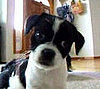 Cute Alert: Puppy Is Confused by Whistling