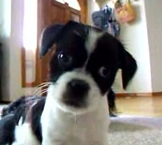 Cute Alert: Puppy Is Confused by Whistling
