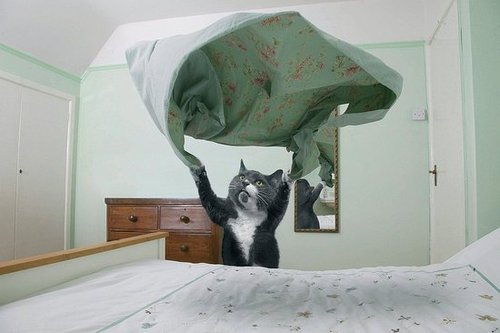 It's a bird, it's a plane . . . It's a bird, it's a plane . . .