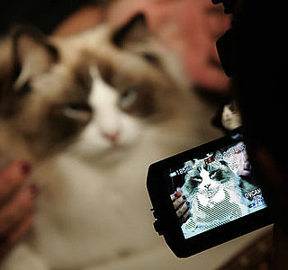 Tune In, Saturday! Animal Planet Premieres Cats 101